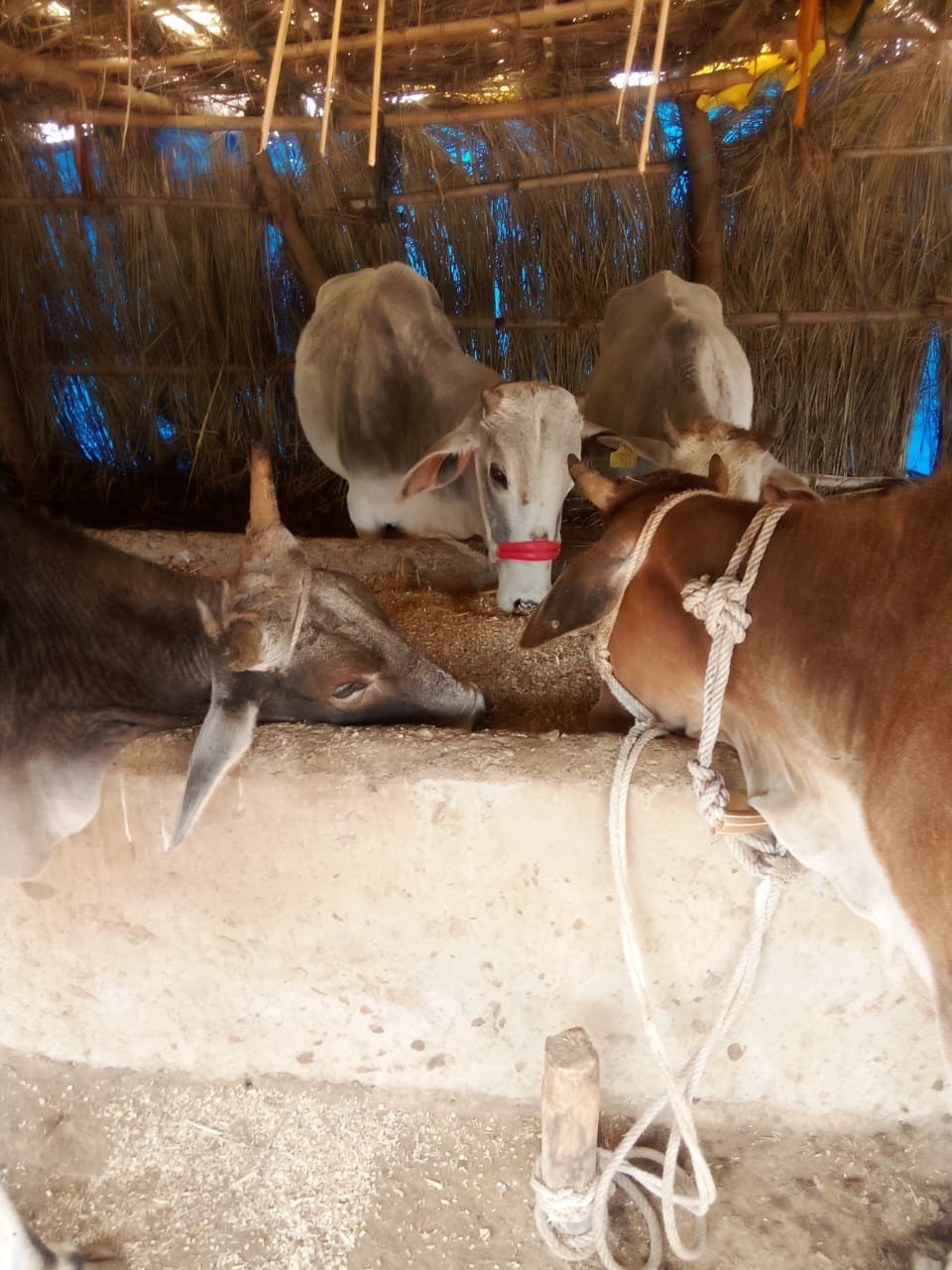 गौशाला लखनपुर